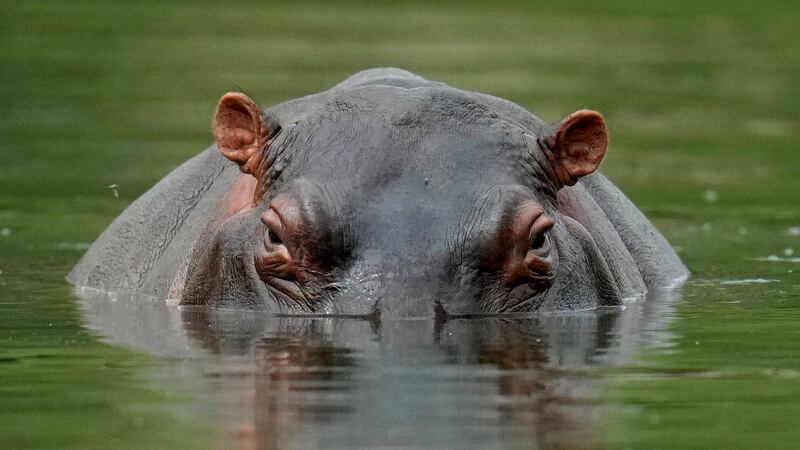 FILE - A hippo floats in the lagoon at Hacienda Napoles Park, once the private estate of drug...