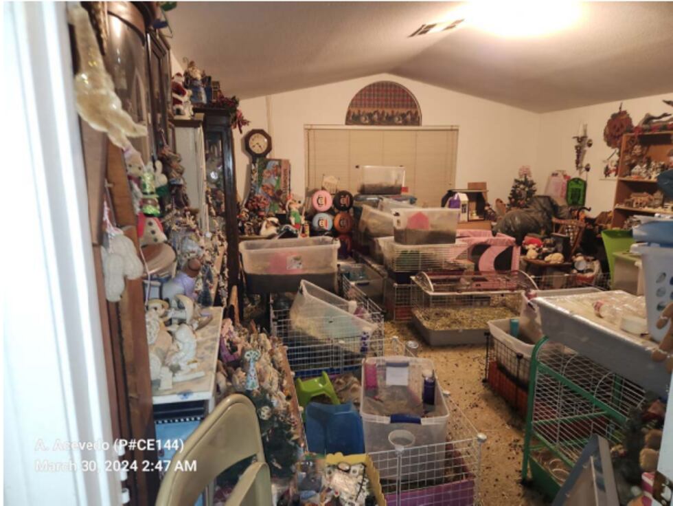 Boulder City Police say they found 51 guinea pigs and rabbits, with 11 of the guinea pigs...