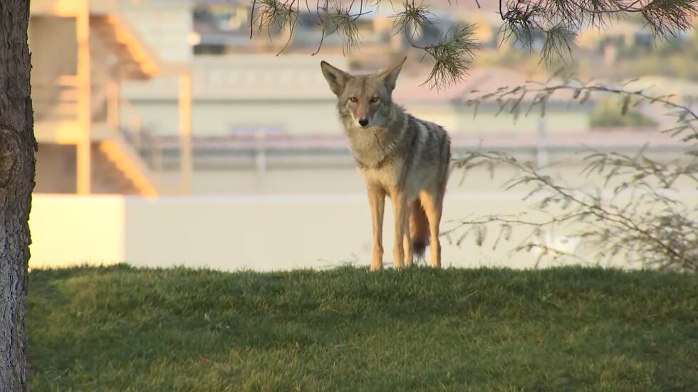 Coyotes are biting people in Lake Las Vegas, officials say