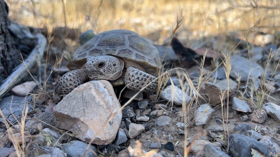 Scientists track juvenile desert tortoises released into the wild - Vimarsana News