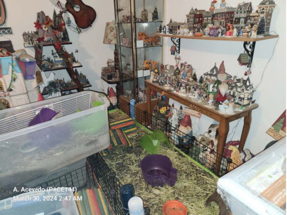 Boulder City Police say they found 51 guinea pigs and rabbits, with 11 of the guinea pigs...