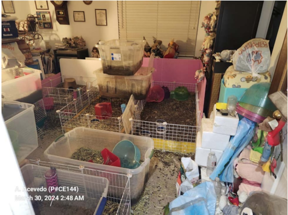 Boulder City Police say they found 51 guinea pigs and rabbits, with 11 of the guinea pigs...