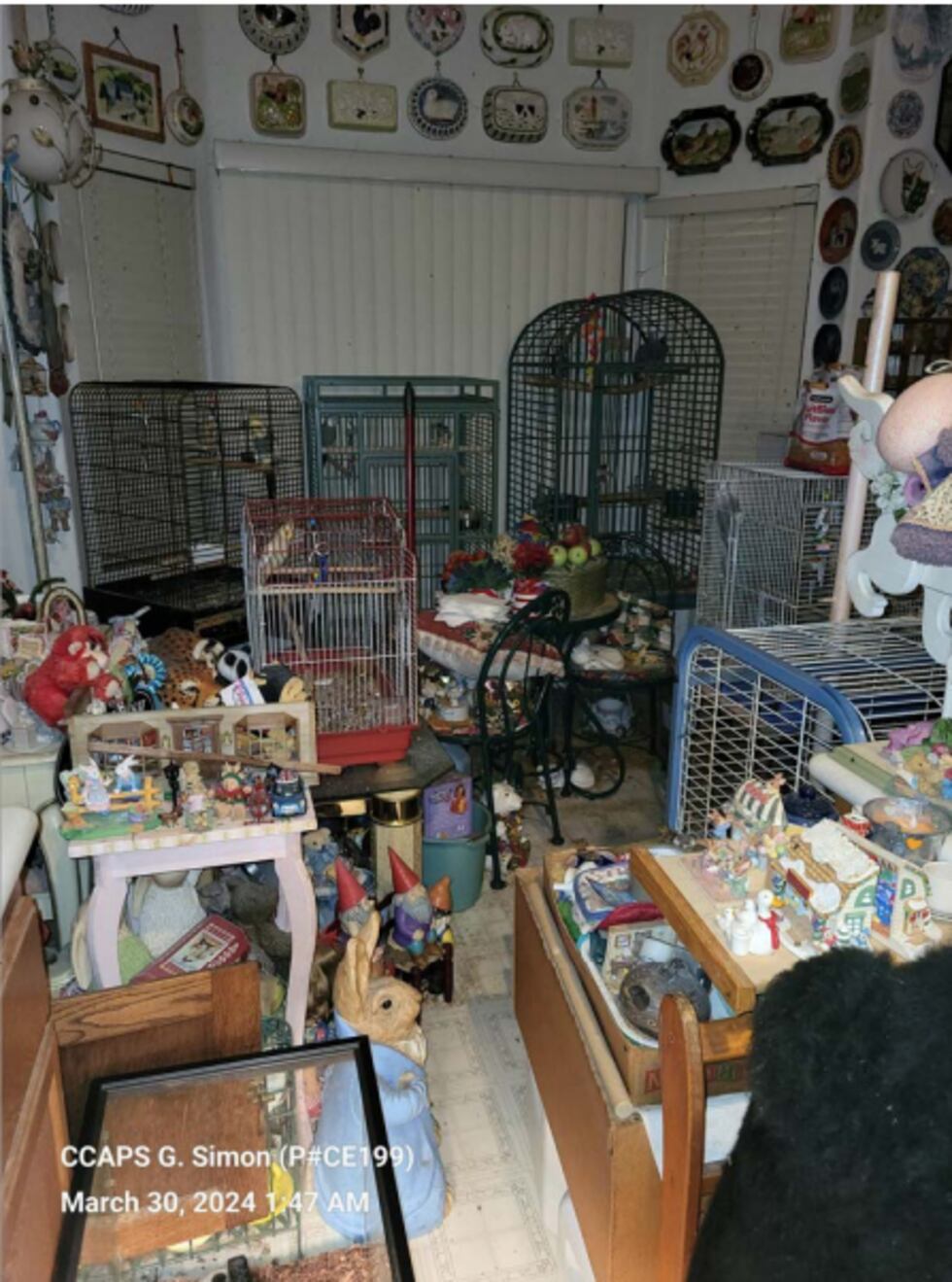 Boulder City Police say they found 51 guinea pigs and rabbits, with 11 of the guinea pigs...