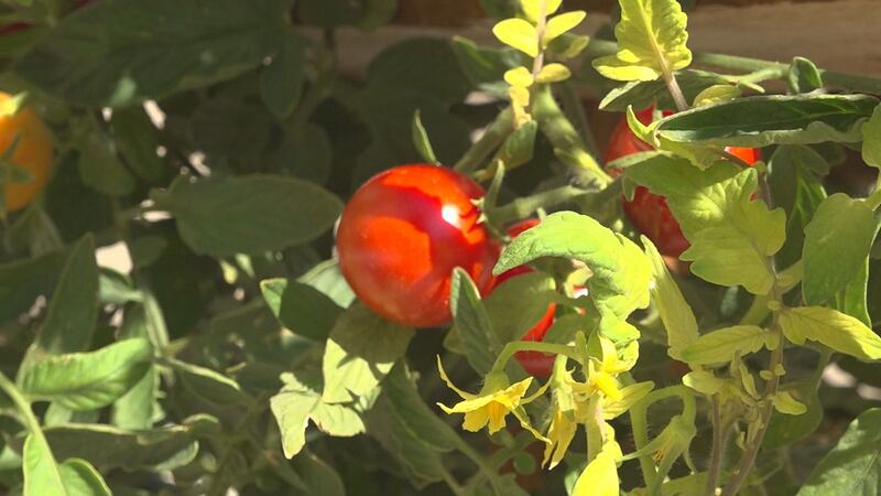 School garden tomato