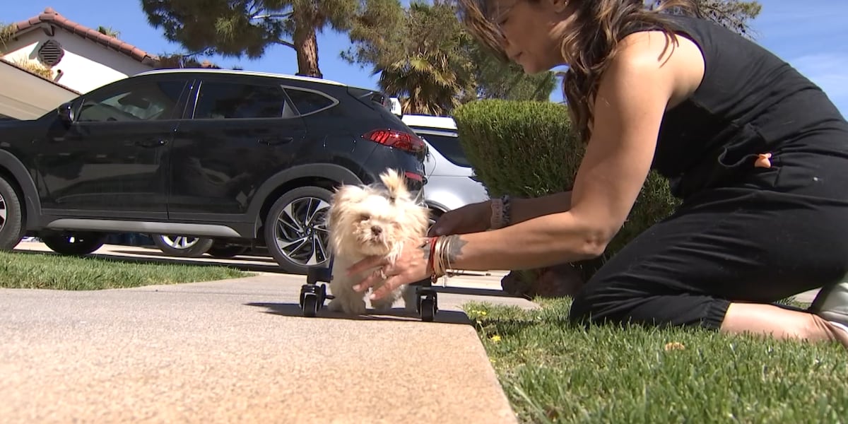 Puppy in Las Vegas suffering from deformities due to backyard breeding Puppy in Las Vegas suffering from deformities due to backyard breeding