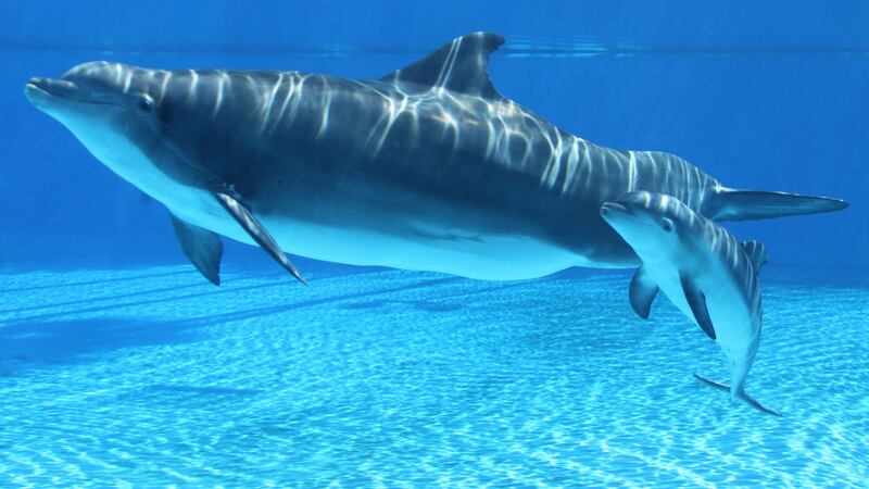 Dolphin Duchess swims with a calf at the Mirage on the Las Vegas Strip.