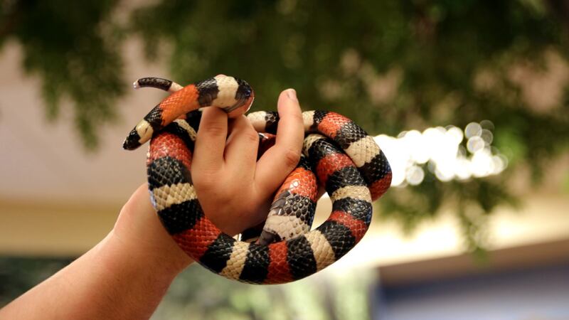 A Milk Snake.