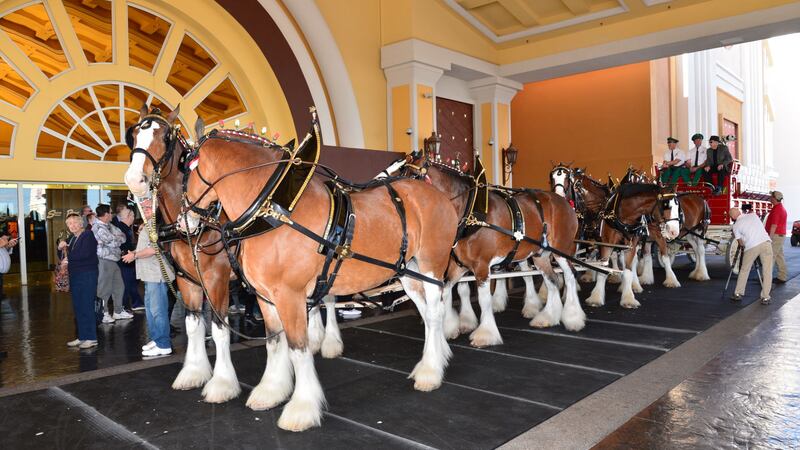 Budweiser Clydesdales at South Point