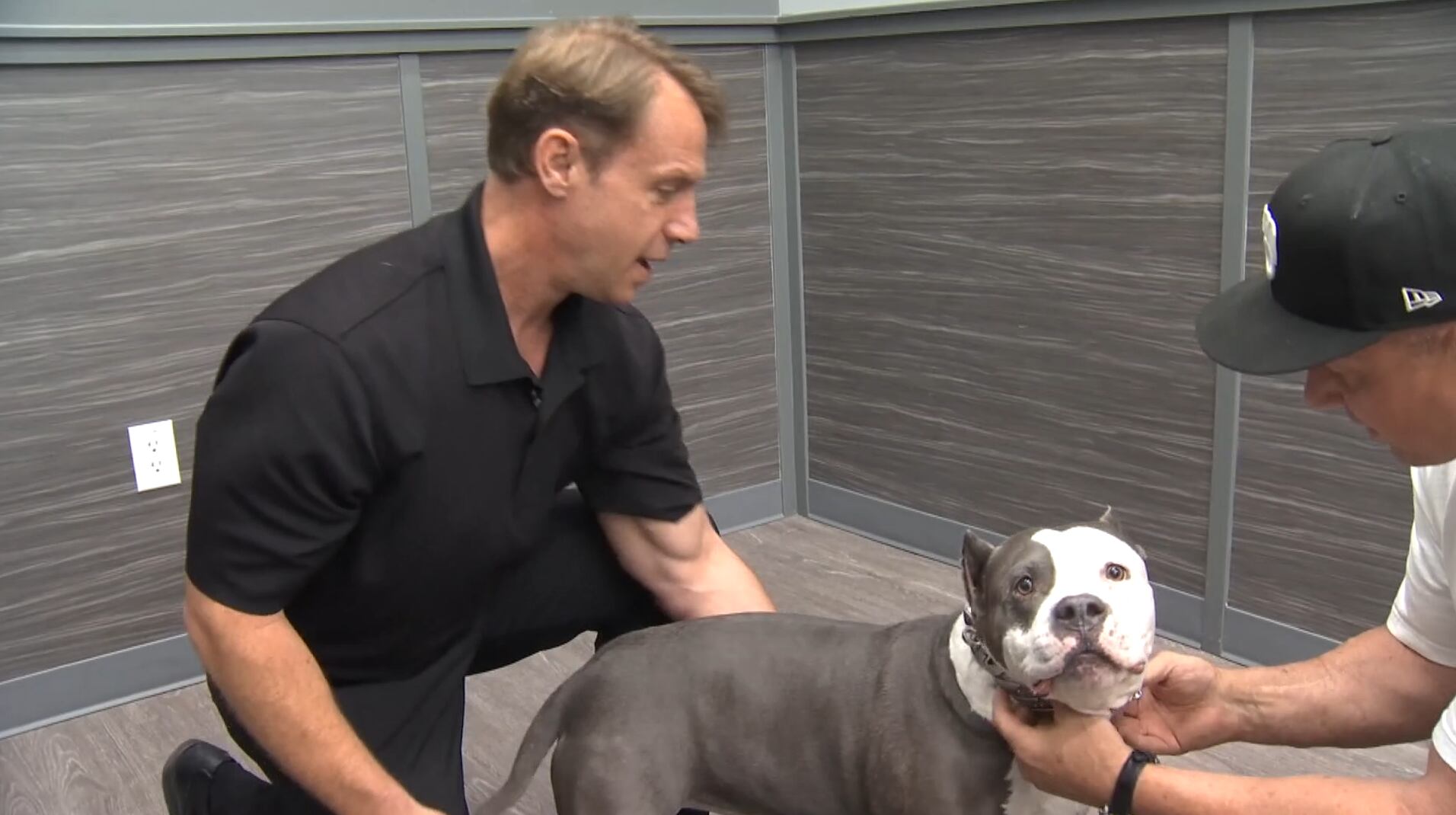 Las Vegas Valley doc has been dog chiropractor for over 20 years - Vimarsana News