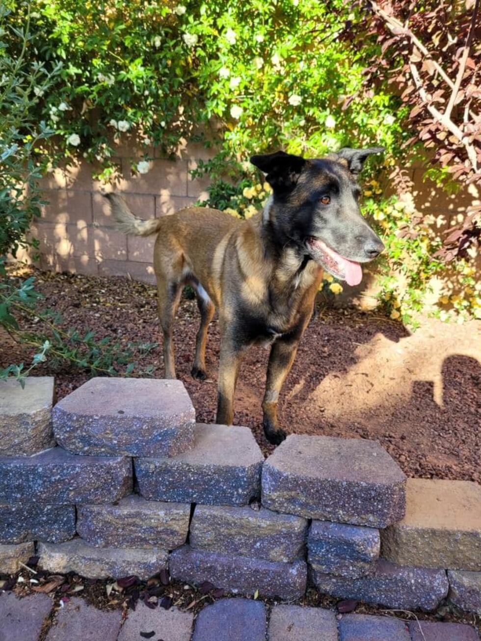 Two CCSD Police K9s are now at home and resting after being exposed to "illegal and extremely...