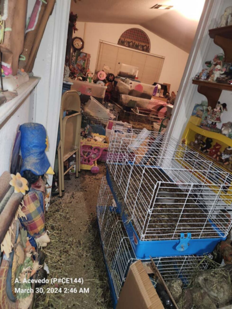 Boulder City Police say they found 51 guinea pigs and rabbits, with 11 of the guinea pigs...