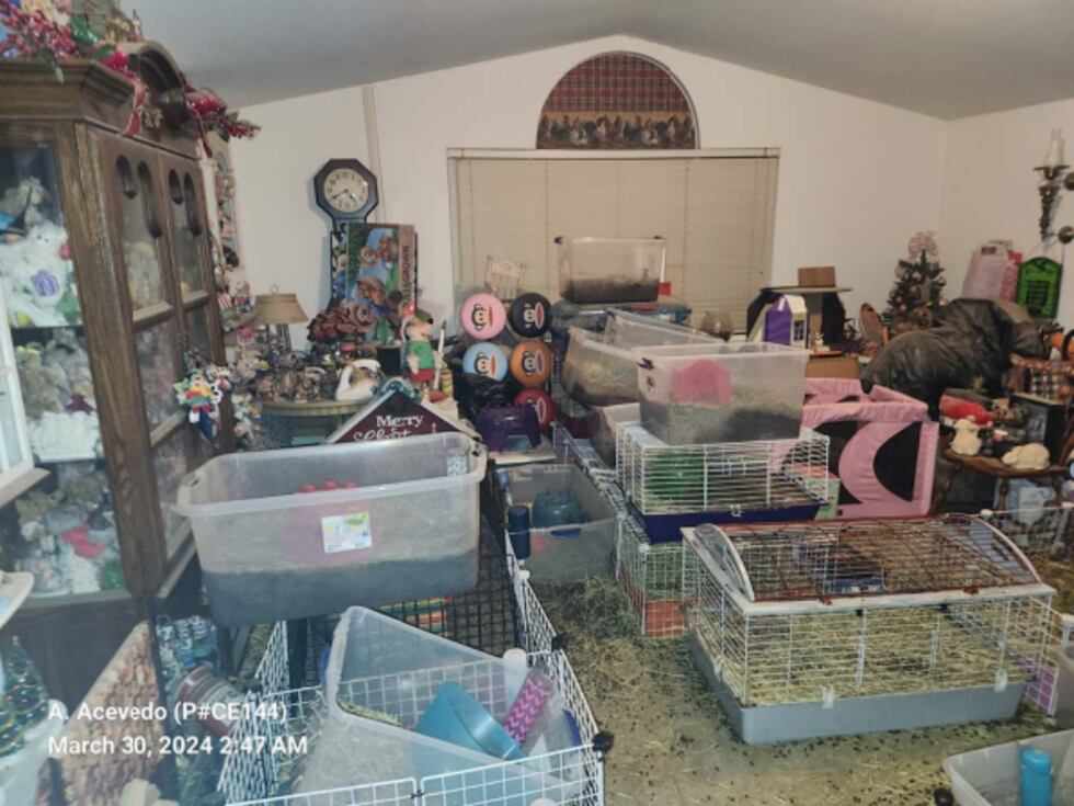 Boulder City Police say they found 51 guinea pigs and rabbits, with 11 of the guinea pigs...