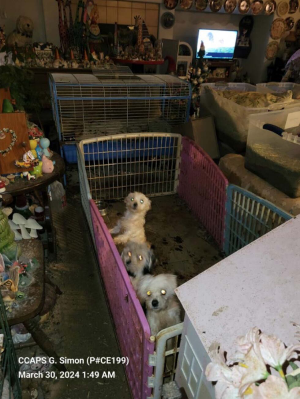 Boulder City Police say they found 51 guinea pigs and rabbits, with 11 of the guinea pigs...