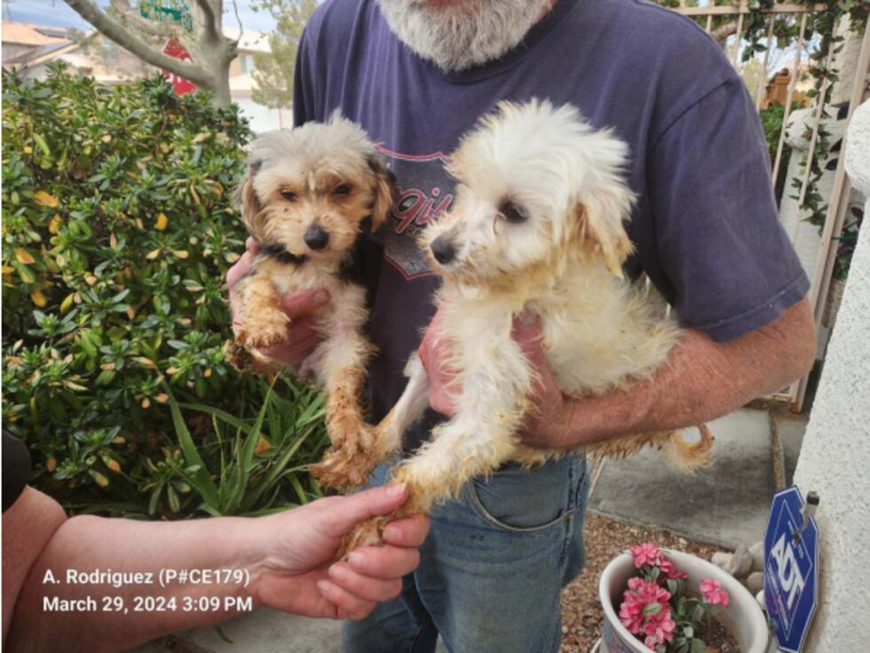 Boulder City Police say they found 51 guinea pigs and rabbits, with 11 of the guinea pigs...