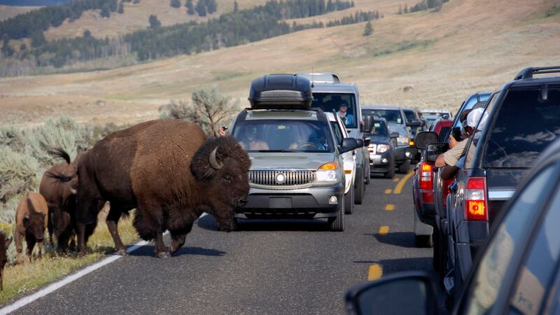 FILE - In this Aug. 3, 2015 file photo, a large bison blocks traffic as tourists take photos...