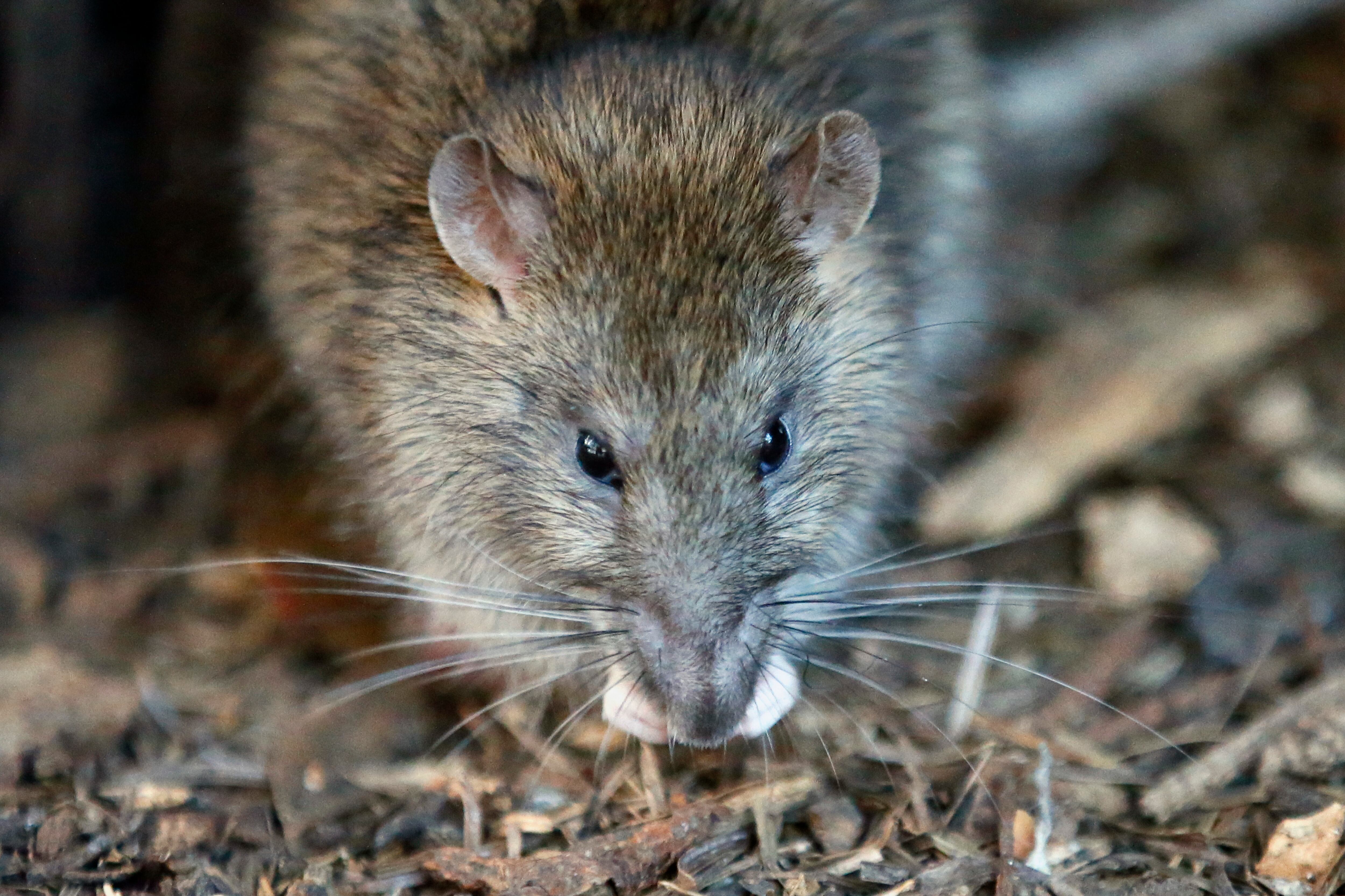 Pest control: Rat population in Henderson 'exploded exponentially' post-pandemic - Vimarsana News