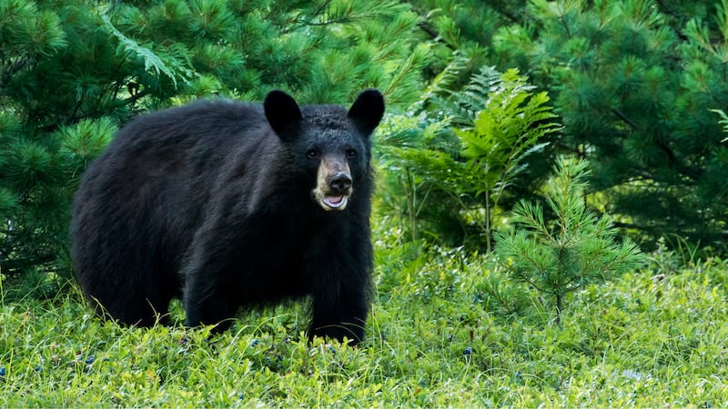 FILE - A bear was euthanized after it attacked a boy in Connecticut.