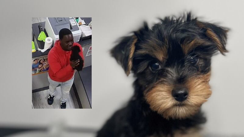 Police say a 9-week-old Yorkshire terrier valued at nearly $5,000 was stolen from a Petland...
