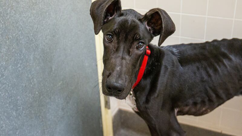 Des Moines Great Dane Kal
